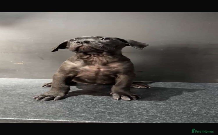 Presa Canario dogs - Advert 1