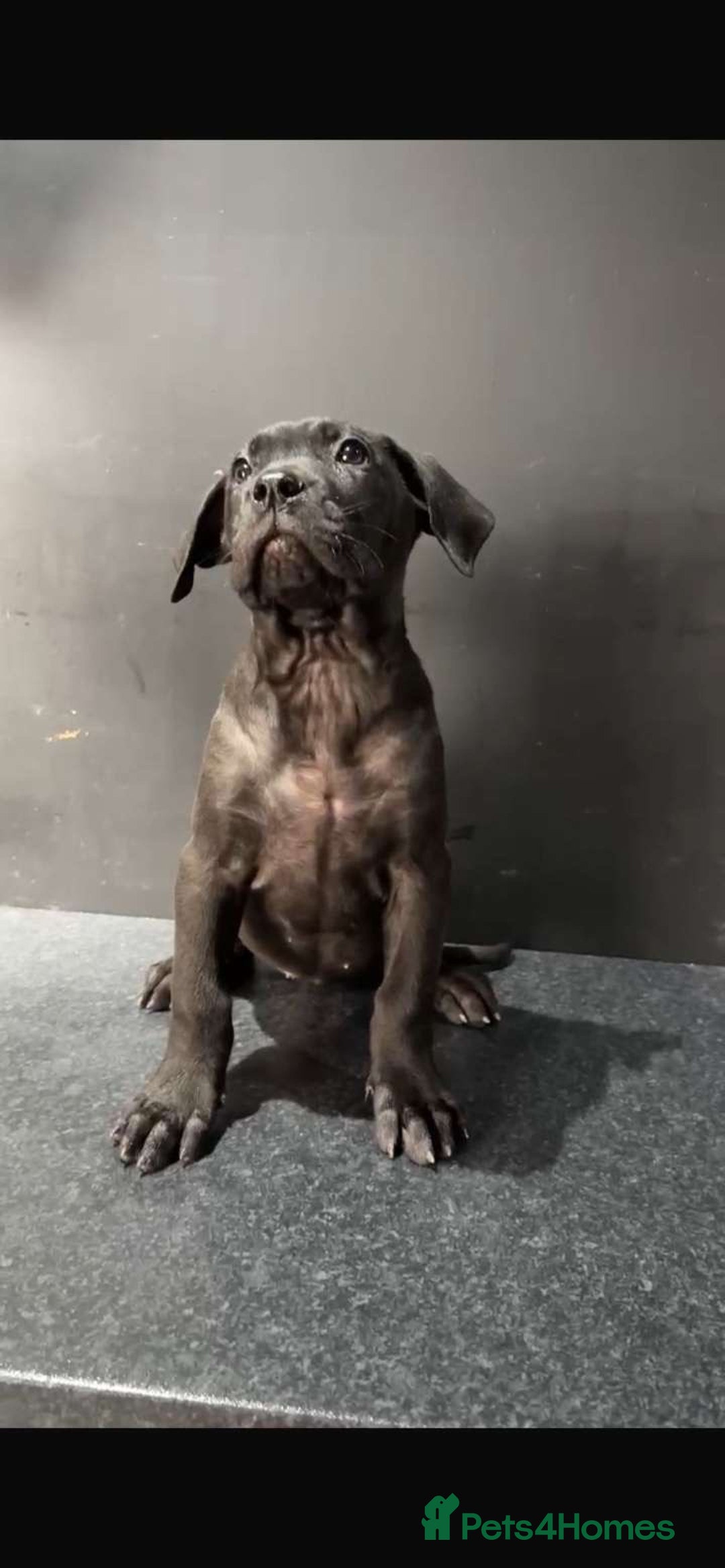 Presa Canario dogs for sale: Presa pups  - Image 1