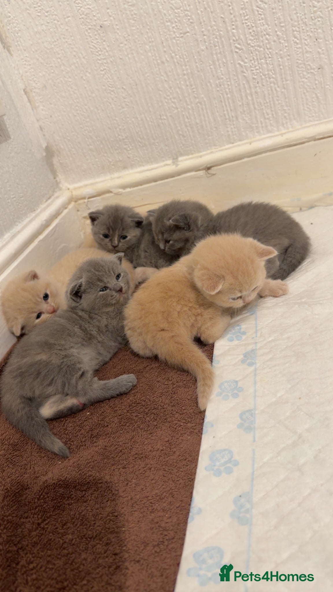 British Shorthair cats Britishshorthairs kittens  - Advert 1