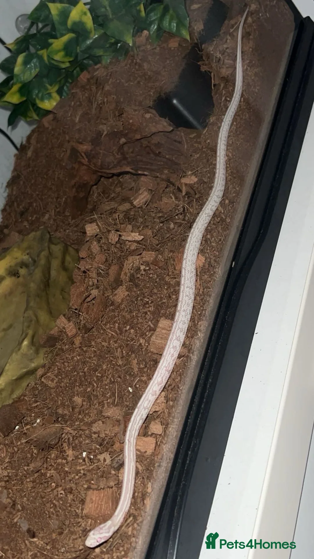 Corn Snake reptiles for sale: 2x corn snakes £150 each with full setup  - Advert 2