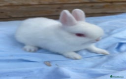 Netherland Dwarf rabbits for sale: Netherland dwarfs  - Image 5