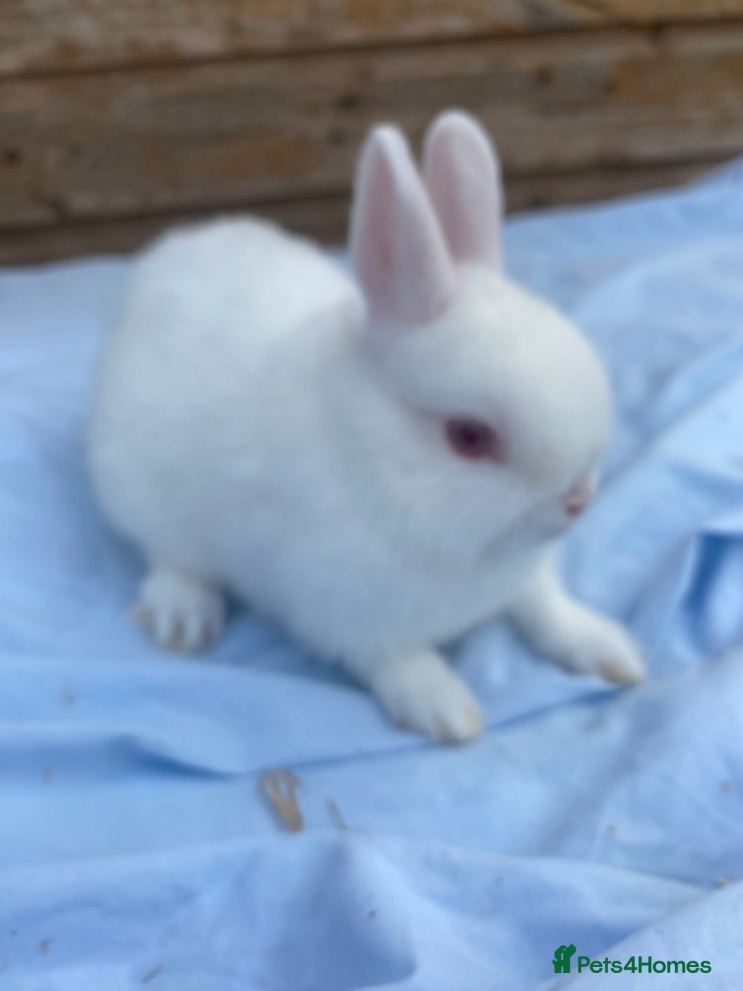 Netherland Dwarf rabbits for sale: Netherland dwarfs  - Image 5