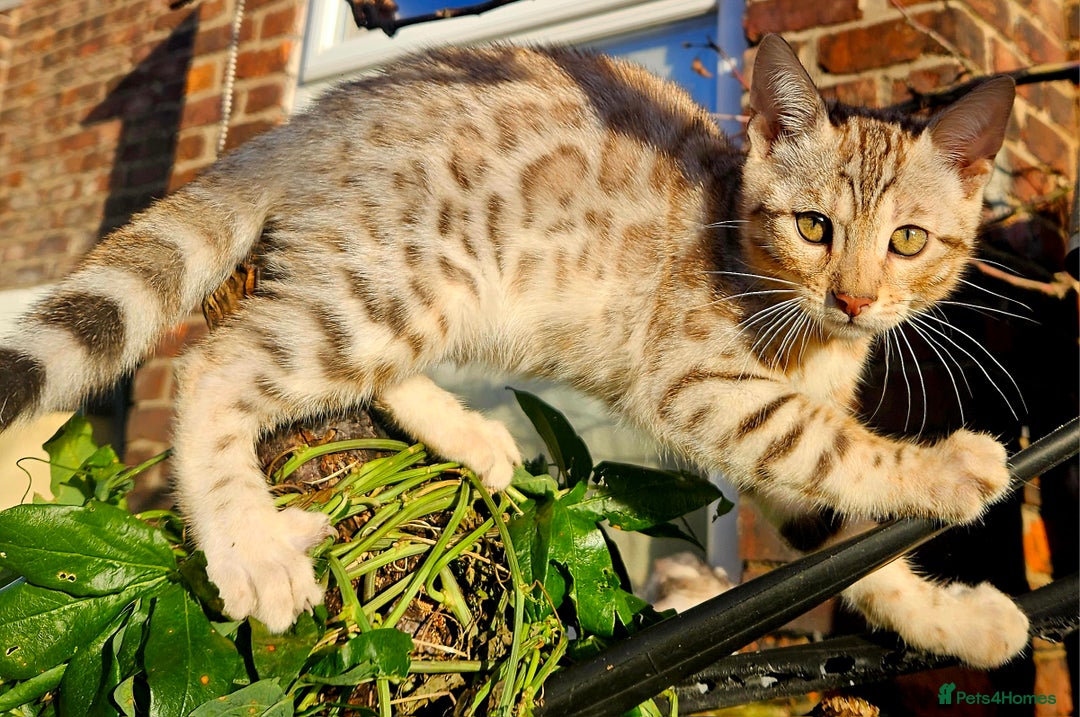 Bengal cats for sale: Bengal kittens  - Advert 6