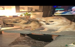 Mixed Breed dogs for sale: Pomspitz puppies  - Advert 3