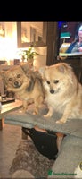 Mixed Breed dogs Pomspitz puppies - Advert 3