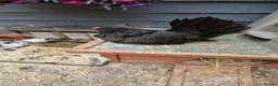 Chickens poultry for sale: 2x tamr serema hens 1 year old £60 - Advert 8