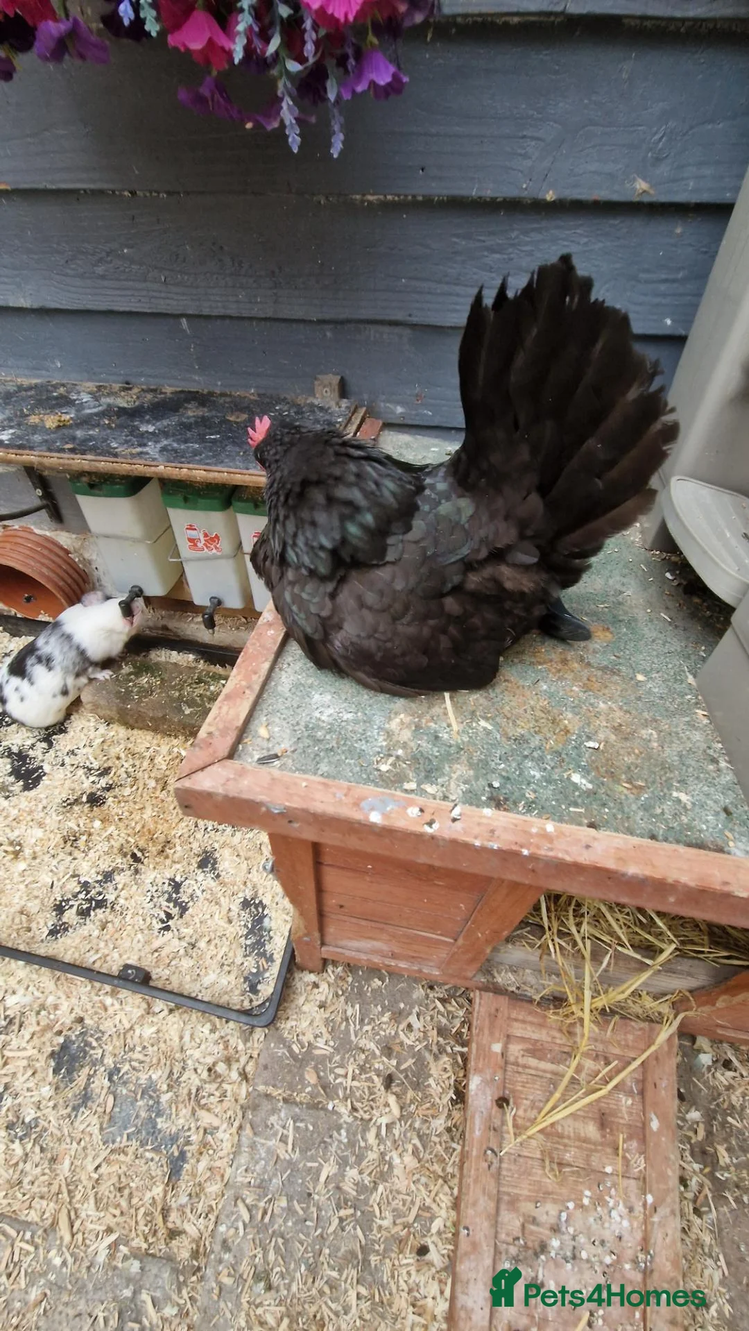 Chickens poultry for sale: 2x tamr serema hens 1 year old £60 - Advert 8
