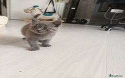 British Shorthair cats for sale: ONLY ONE FEMALE BRITISH SHORTHAIR LEFT - Image 14