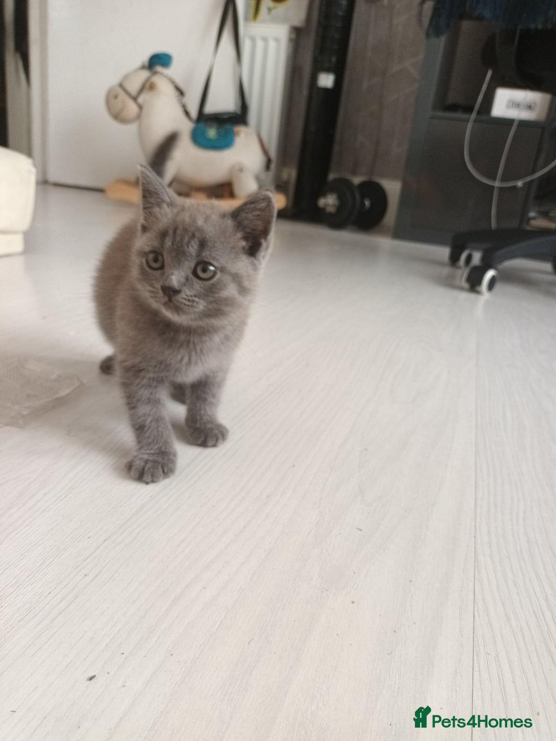 British Shorthair cats for sale: ONLY ONE FEMALE BRITISH SHORTHAIR LEFT - Image 14