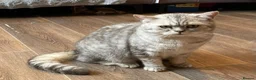 British Shorthair cats for sale: Young silver adult  - Advert 4