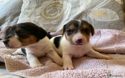Jack Russell dogs for sale: 3 gorgeous male Jack Russells - Image 13