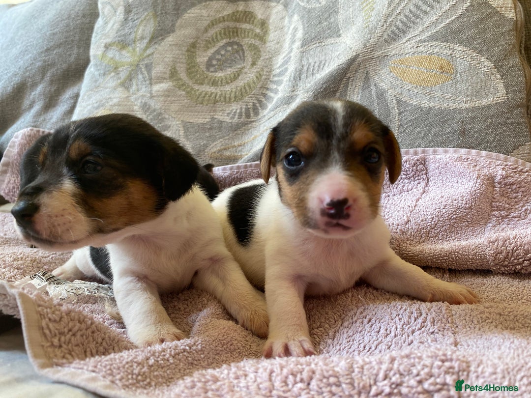 Jack Russell dogs for sale: 3 gorgeous male Jack Russells - Image 13