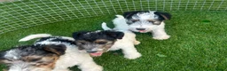 Fox Terrier dogs for sale: Fox Terrier Puppies For Sale  in Ashford - Advert 5