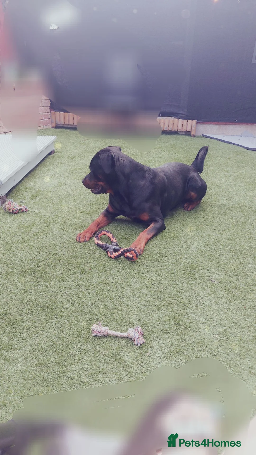 Rottweiler dogs for sale: Male rottweiler  - Advert 3