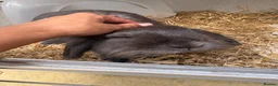 English Lop rabbits for sale: beautiful male bunny  in Attleborough - Advert 1