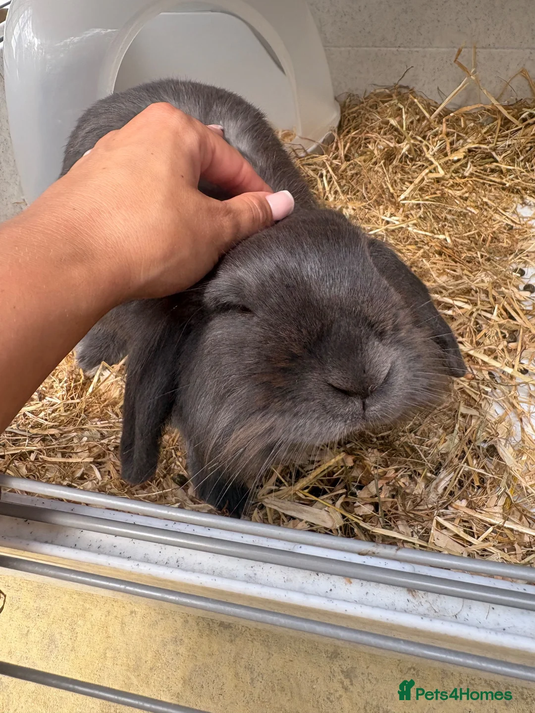 English Lop rabbits for sale: beautiful male bunny  in Attleborough - Advert 1