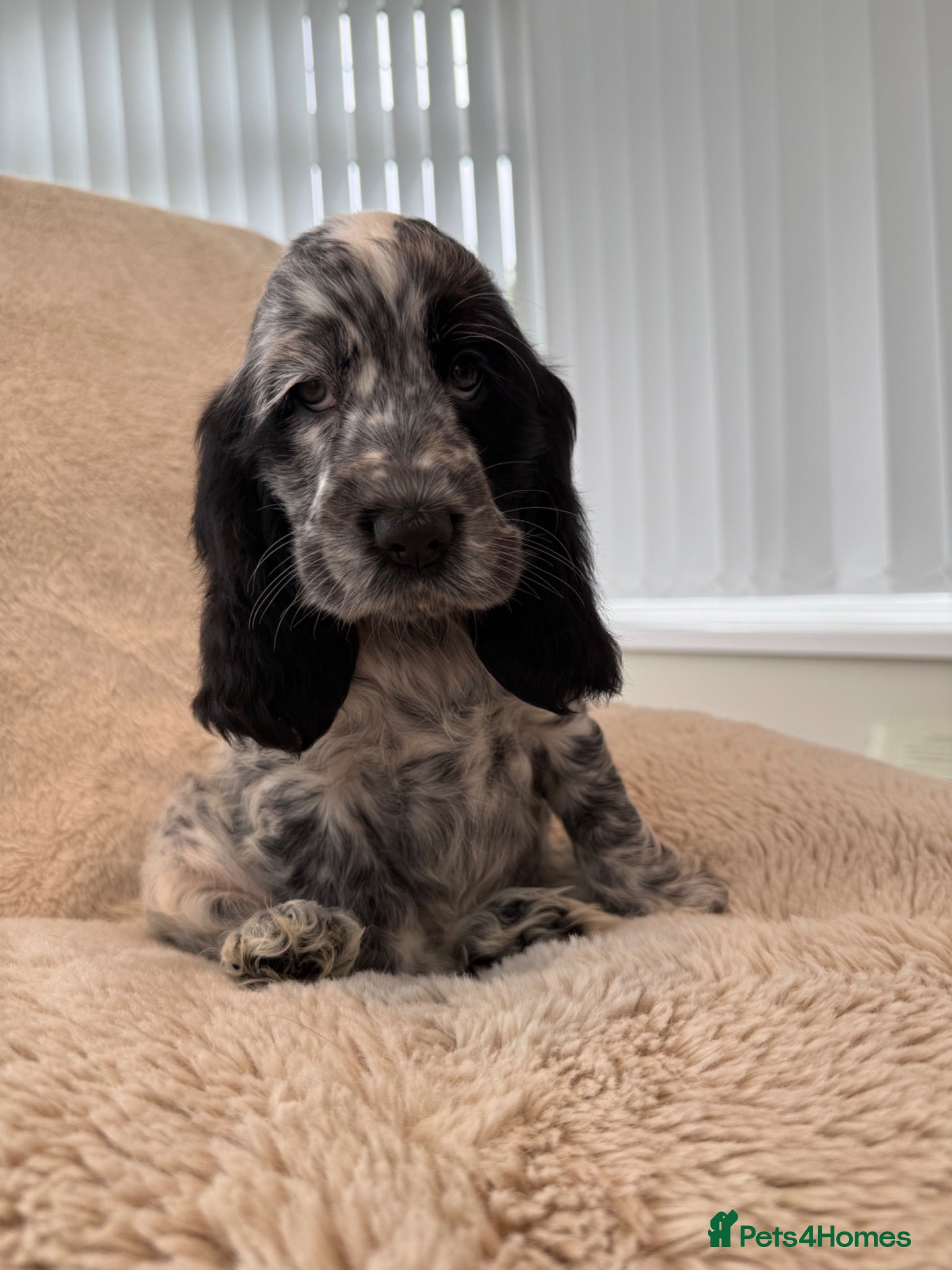 Cocker Spaniel dogs READY NOW Top Quality KC Show Cocker Spaniels   - Advert 1