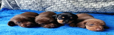 Miniature Dachshund Puppy 2