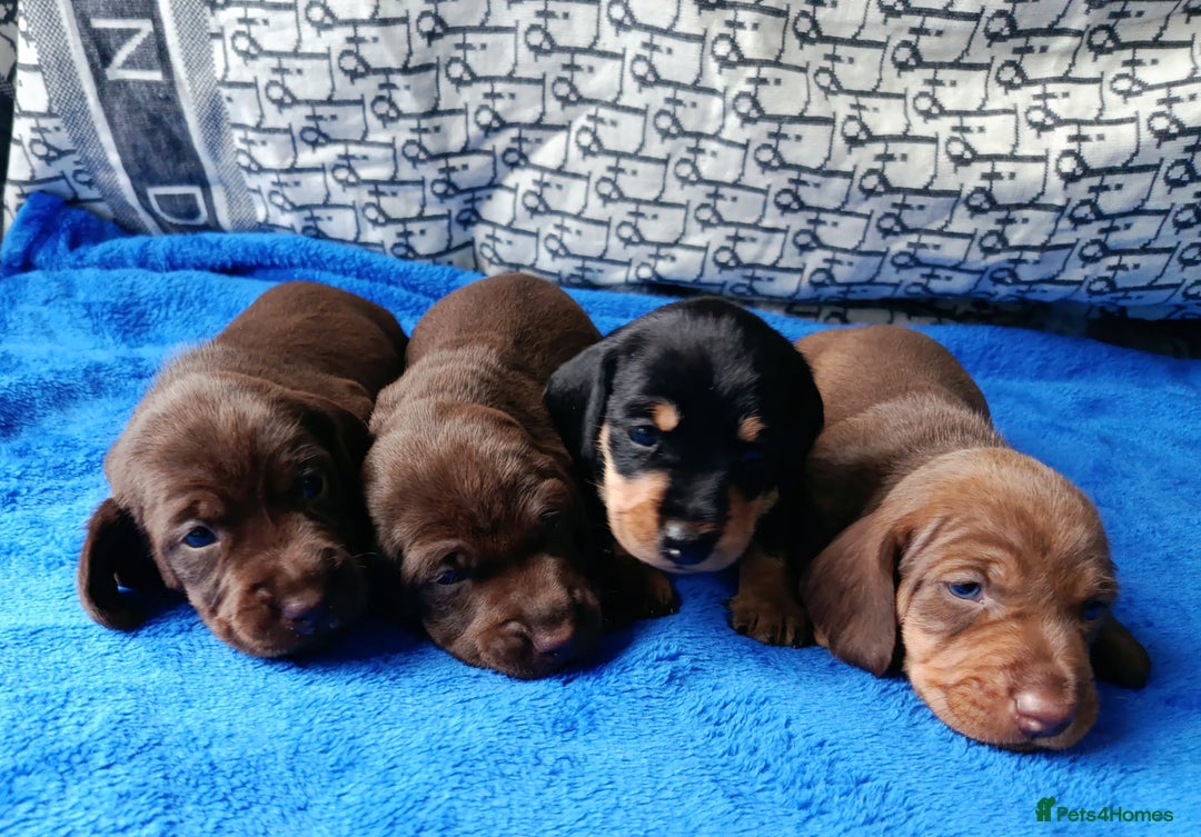 Miniature Dachshund dogs for sale: MINI WIRES KC REG LAFORA PRA CLEAR - Advert 9