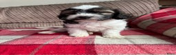 Mixed Breed dogs for sale: 7 Spinger cross Shihpoo puppies - Advert 14