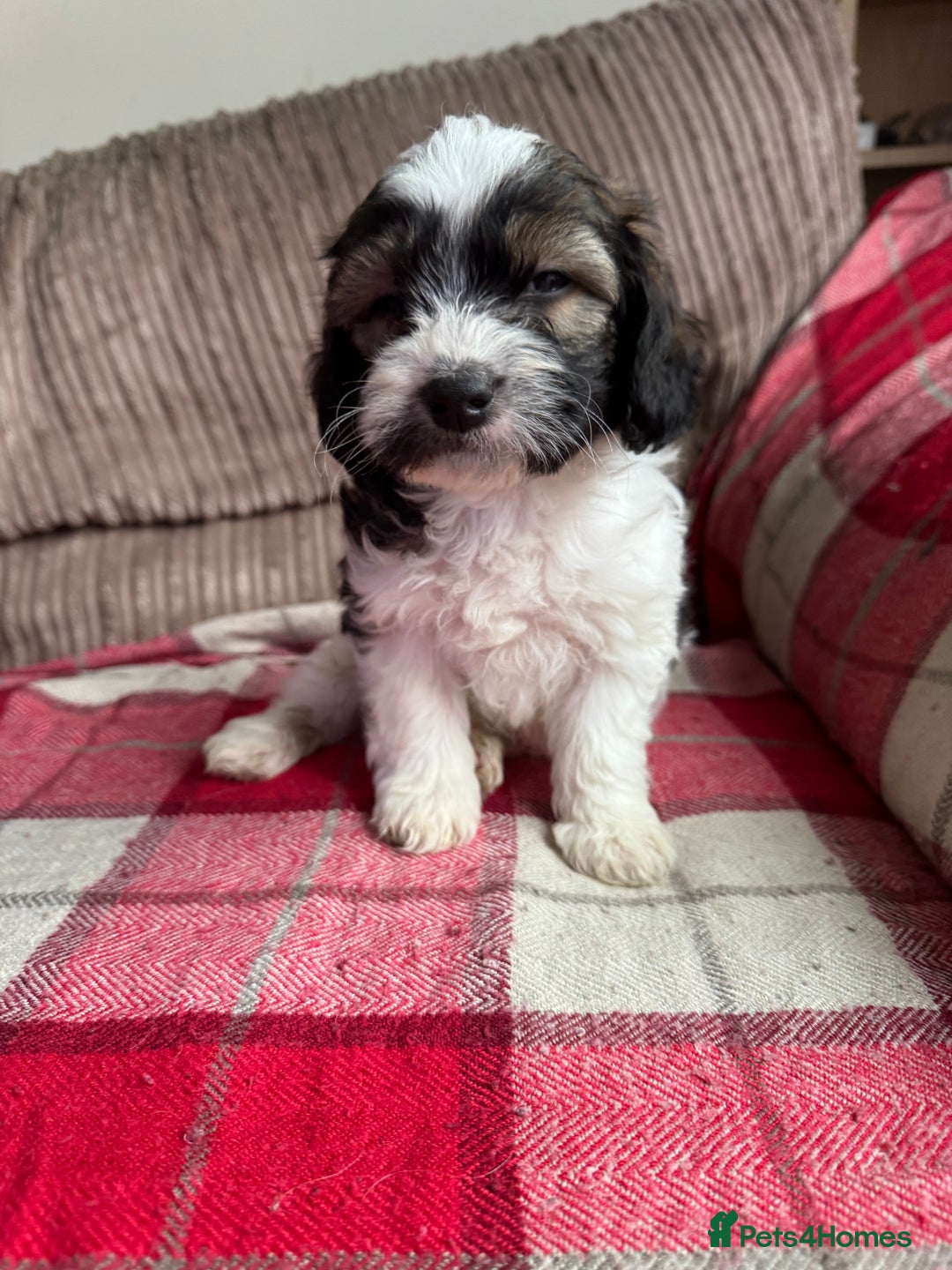 Mixed Breed dogs for sale: 7 Spinger cross Shihpoo puppies - Advert 14
