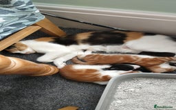 Mixed Breed cats for sale: We sell wonderful kittens  - Image 6