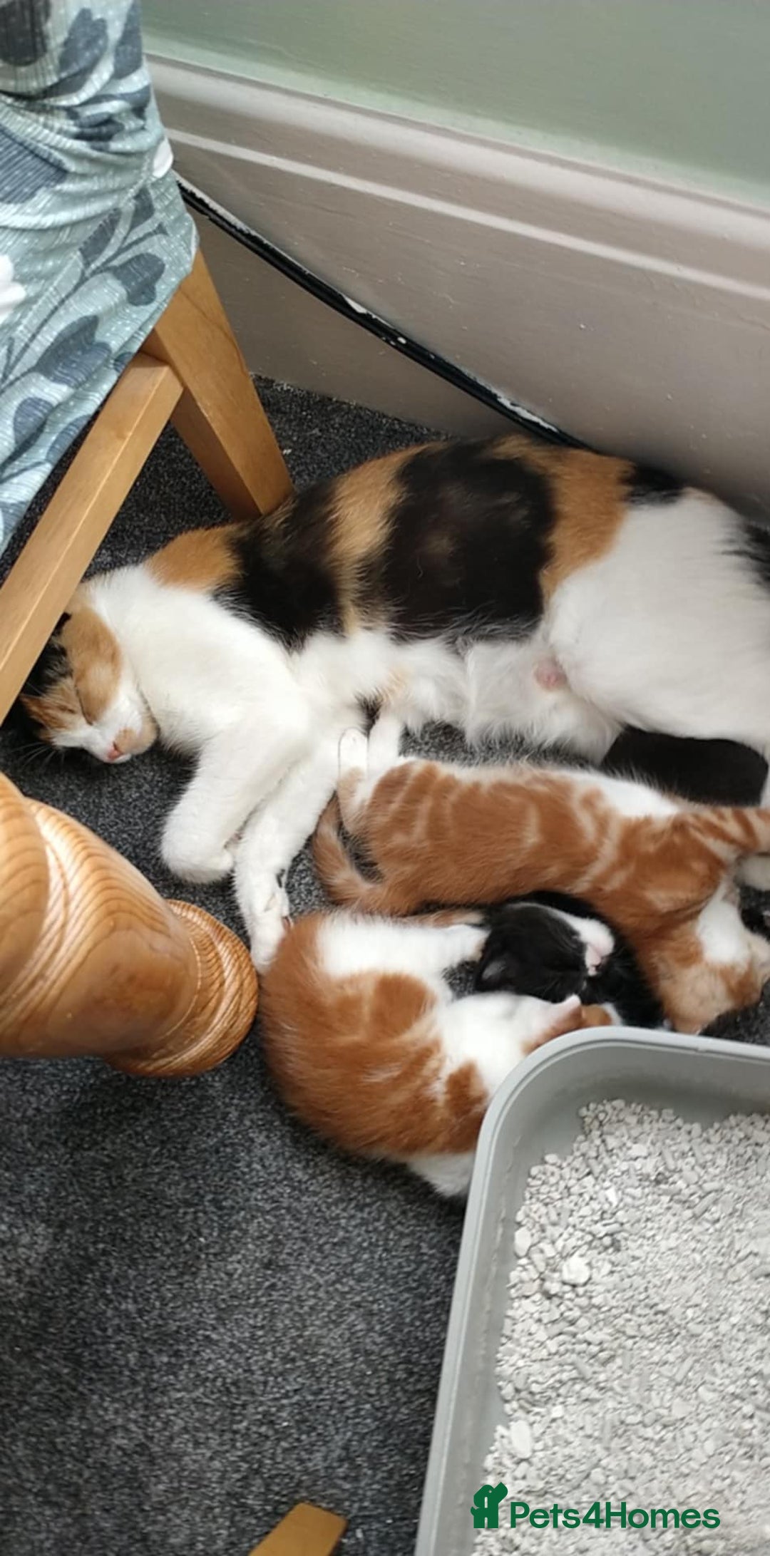 Mixed Breed cats for sale: We sell wonderful kittens  - Image 6