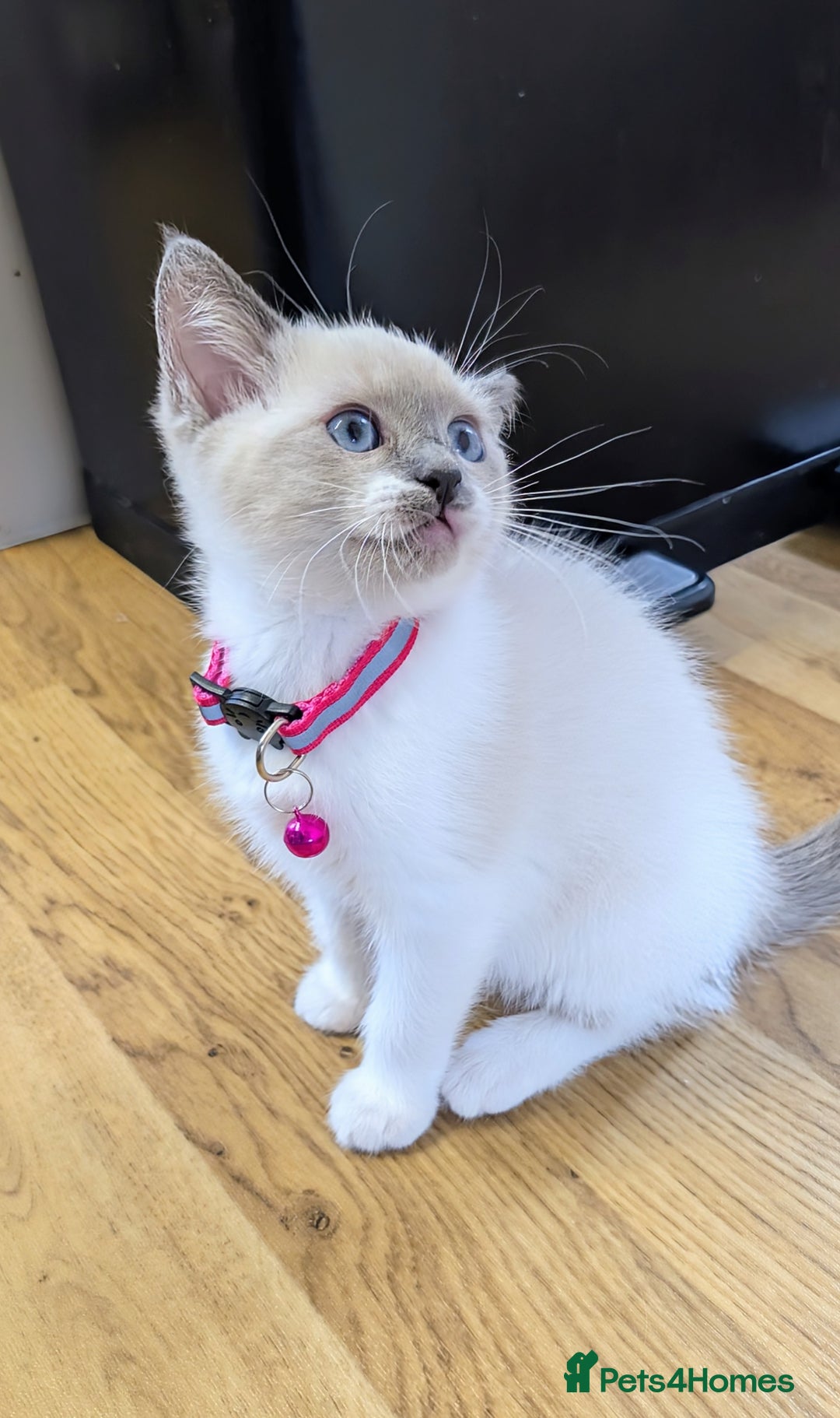 Ragamese cats for sale: 🐾💎Ragdoll X Siamese (Ragamese) Kittens💎🐾 - Image 14