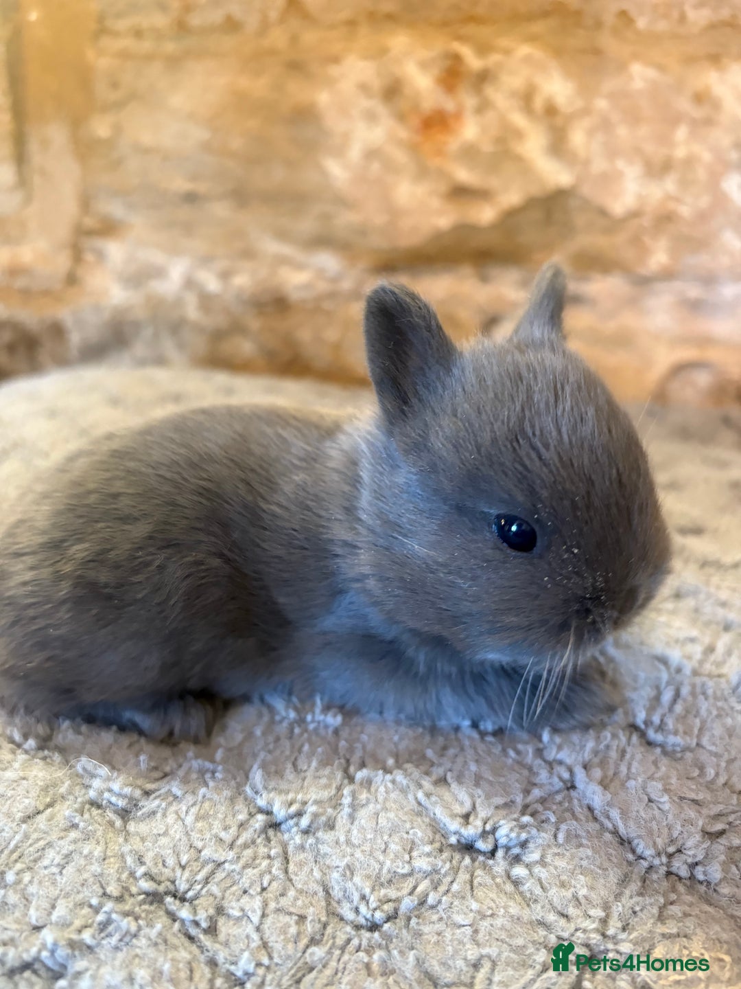 Netherland Dwarf rabbits for sale: Sweet Blue Netherland dwarf bunnies - Advert 4
