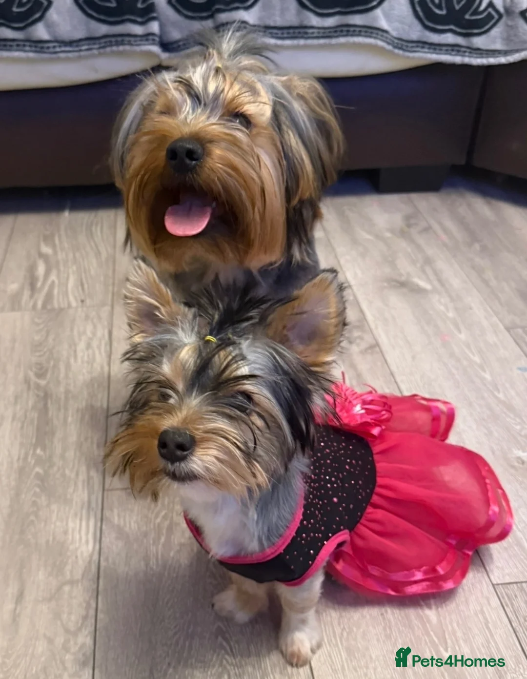 Yorkshire Terrier dogs for sale: Yorkshire terrier puppies  - Advert 11