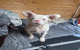 French Bulldog dogs for sale: French bulldog female full fluffy full pink - Advert 6