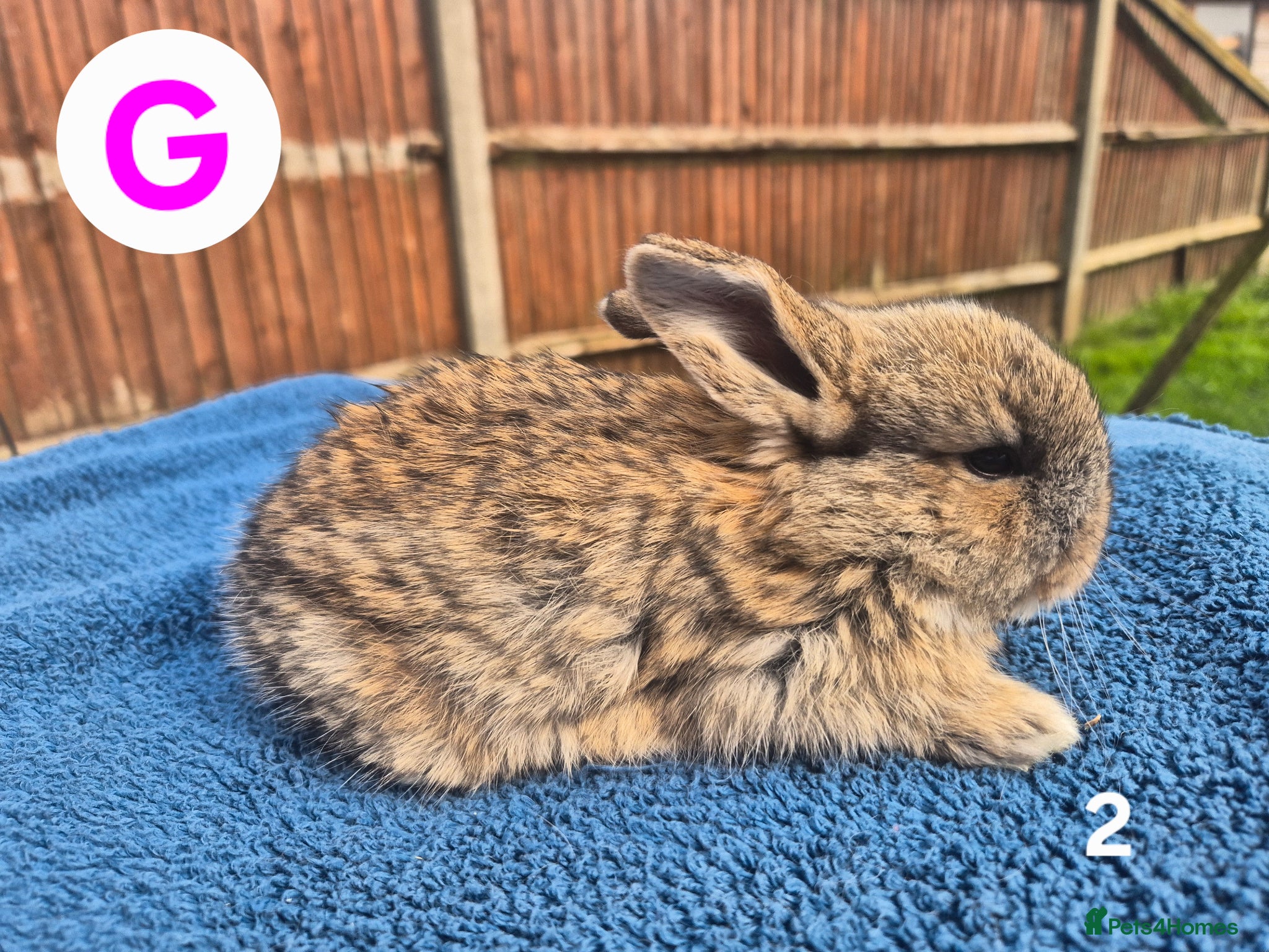 Mini Lop rabbits ❤️Gorgeous mini lop babies💙  - Advert 2