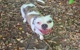 American Bulldog dogs for sale: Rescue Ozzy  - Image 17