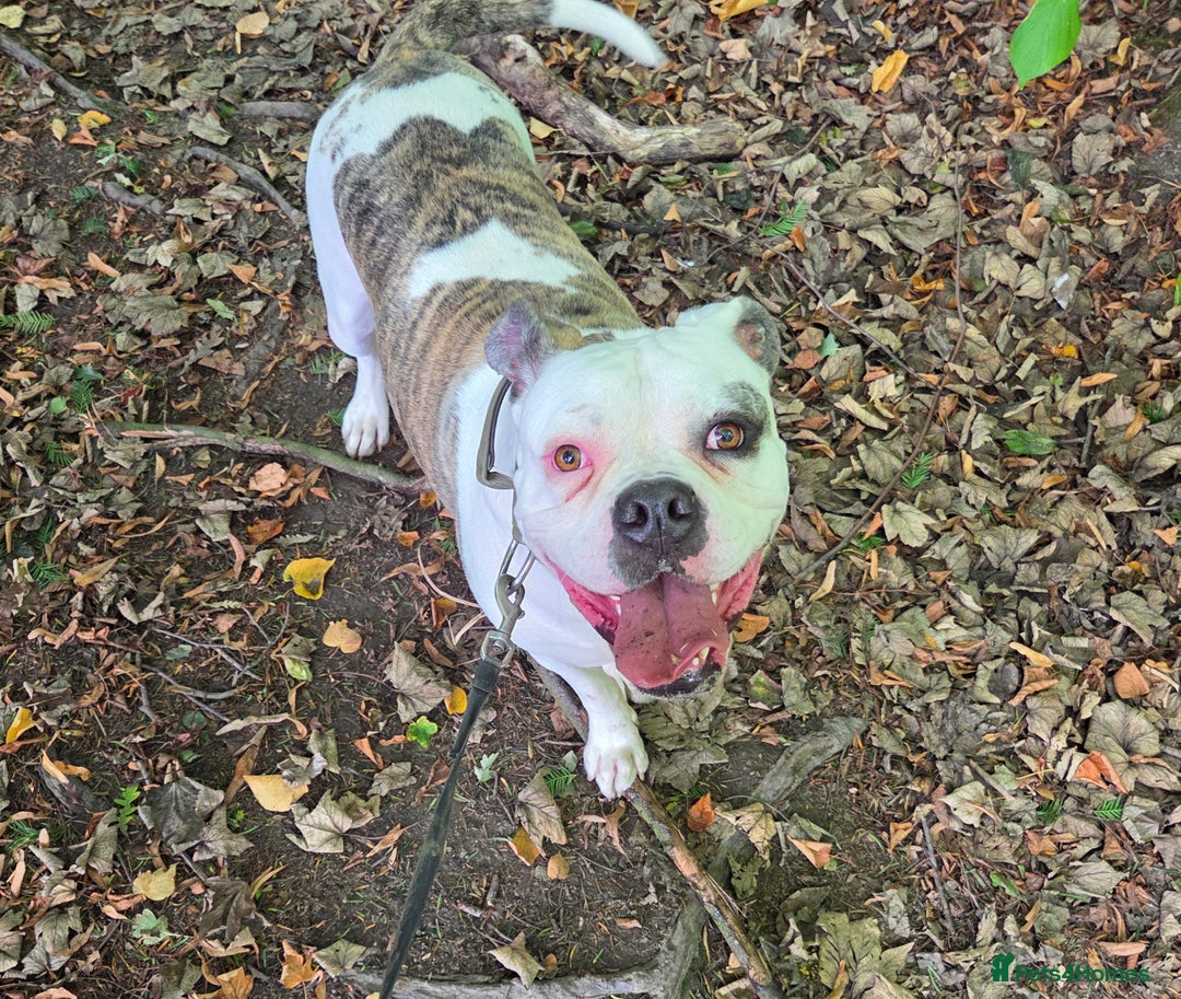 American Bulldog dogs for sale: Rescue Ozzy  - Image 17