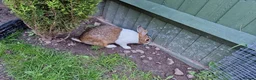 Dutch rabbits for sale: Dutch  in Telford - Advert 4