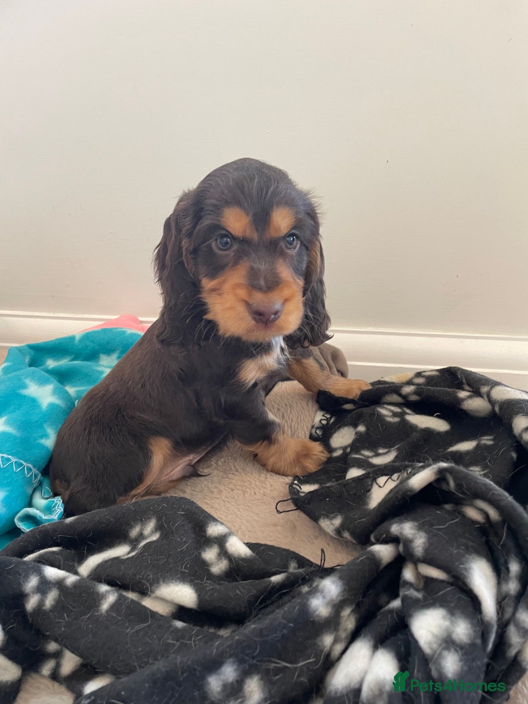Cocker Spaniel dogs for sale: 6 gorgeous cocker spaniel puppies  - Image 5