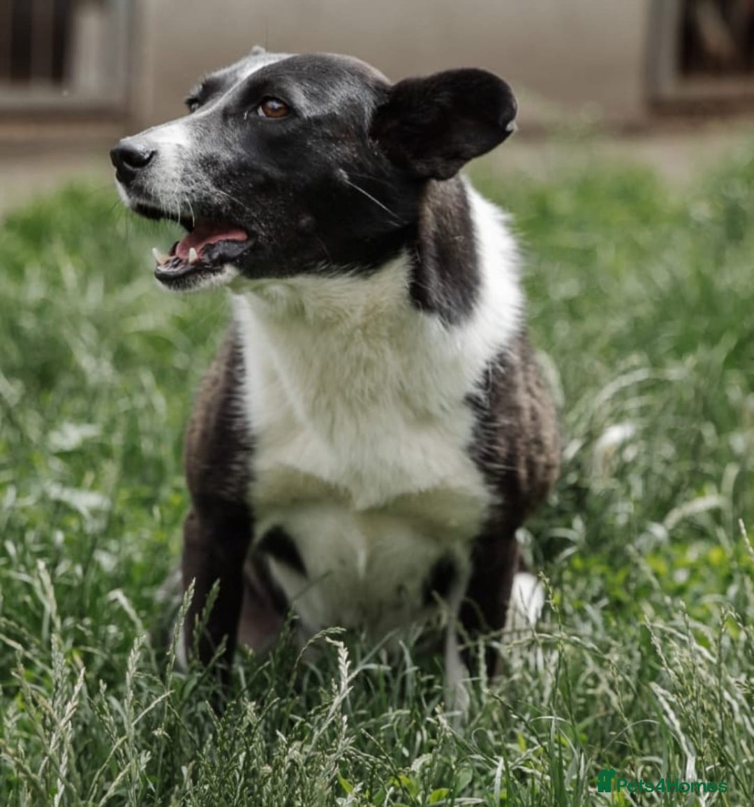 Mixed Breed dogs for adoption: ❤️Zoria❤️- medium-sized 2-year-old sunny girl  - Advert 6