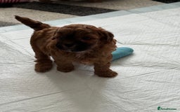 Maltipoo dogs for sale: Outstanding Malshipoo puppies - Image 22