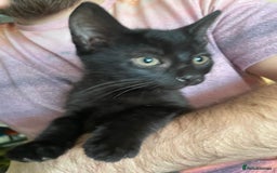 Mixed Breed cats for sale: 2 mixed breed female kittens - Advert 9