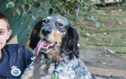 English Setter dogs for adoption: Hasgar - Image 13