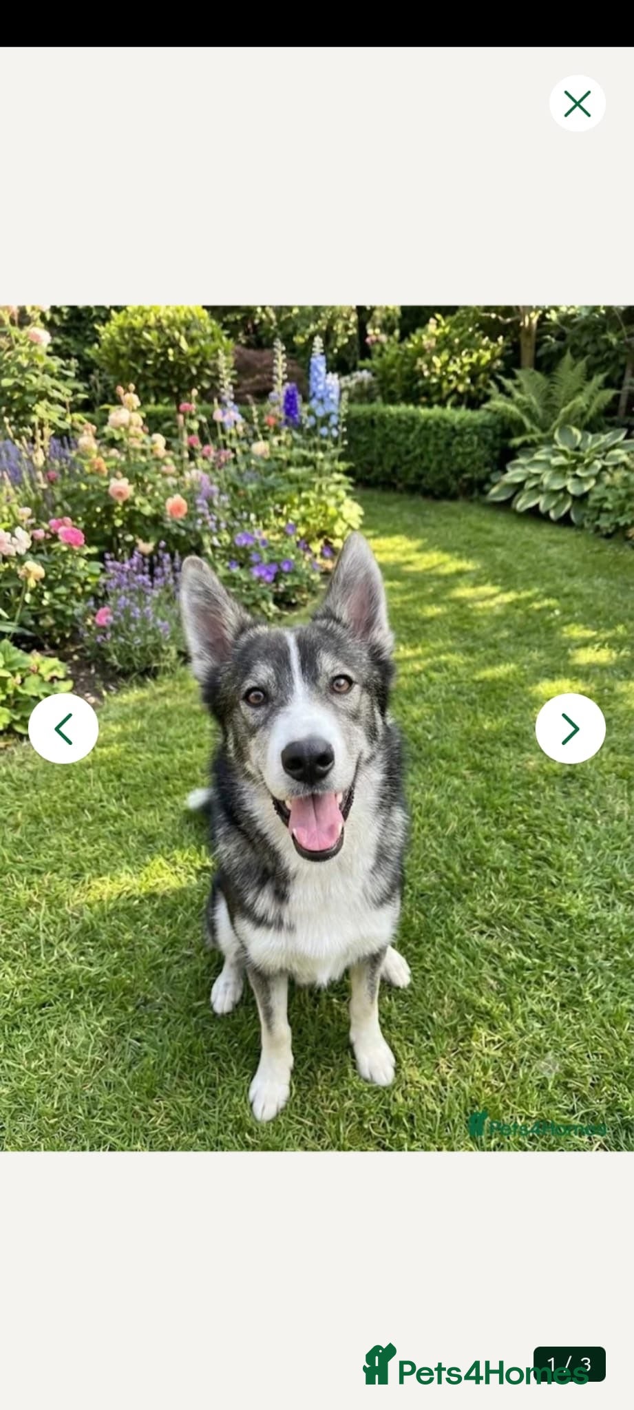 Siberian Husky dogs Loki  - Advert 16