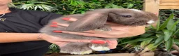 Mini Lop rabbits for sale: Baby rabbits  - Advert 4