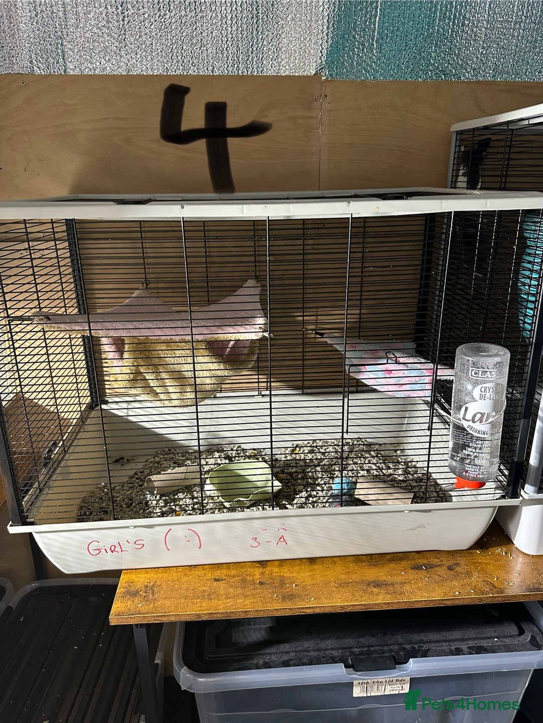 Rat rodents for sale: Rats & complete set up - Image 23
