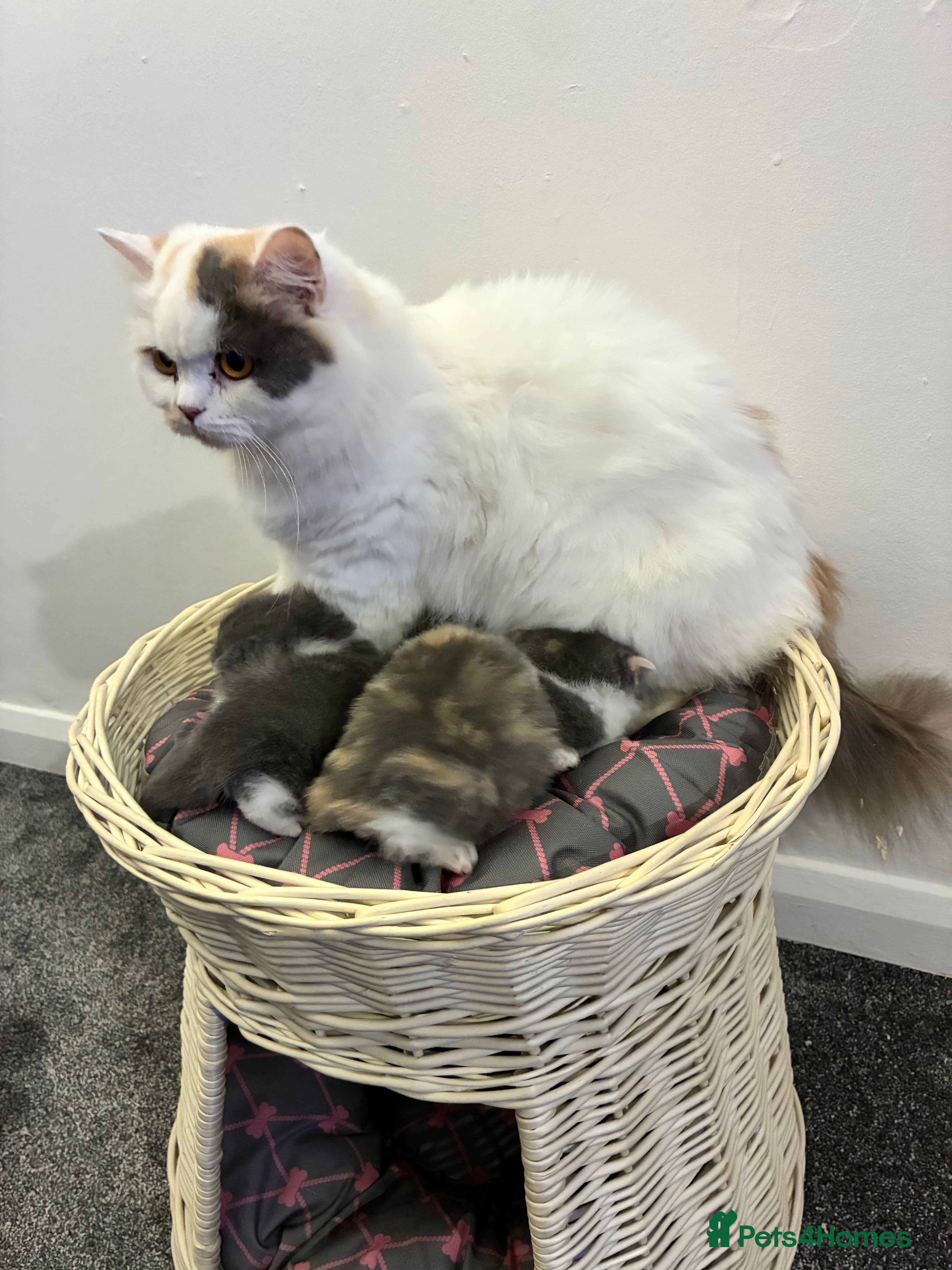 British Shorthair cats READY TO LEAVE 2 LOVELY KITTENS - Advert 1