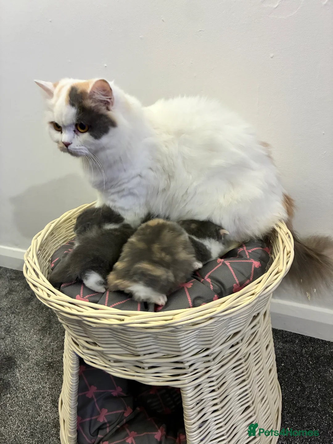 British Shorthair cats for sale: READY TO LEAVE 2 LOVELY KITTENS - Advert 1