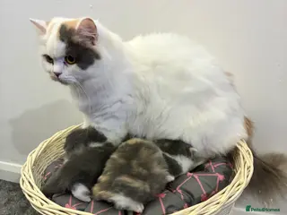 British Shorthair cats READY TO LEAVE 2 LOVELY KITTENS - Advert 1