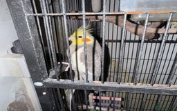 Cockatiels birds for sale: 4 cockatiels for sale - Image 2