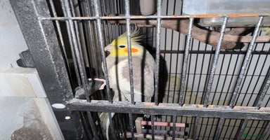 Cockatiels birds - Advert 12