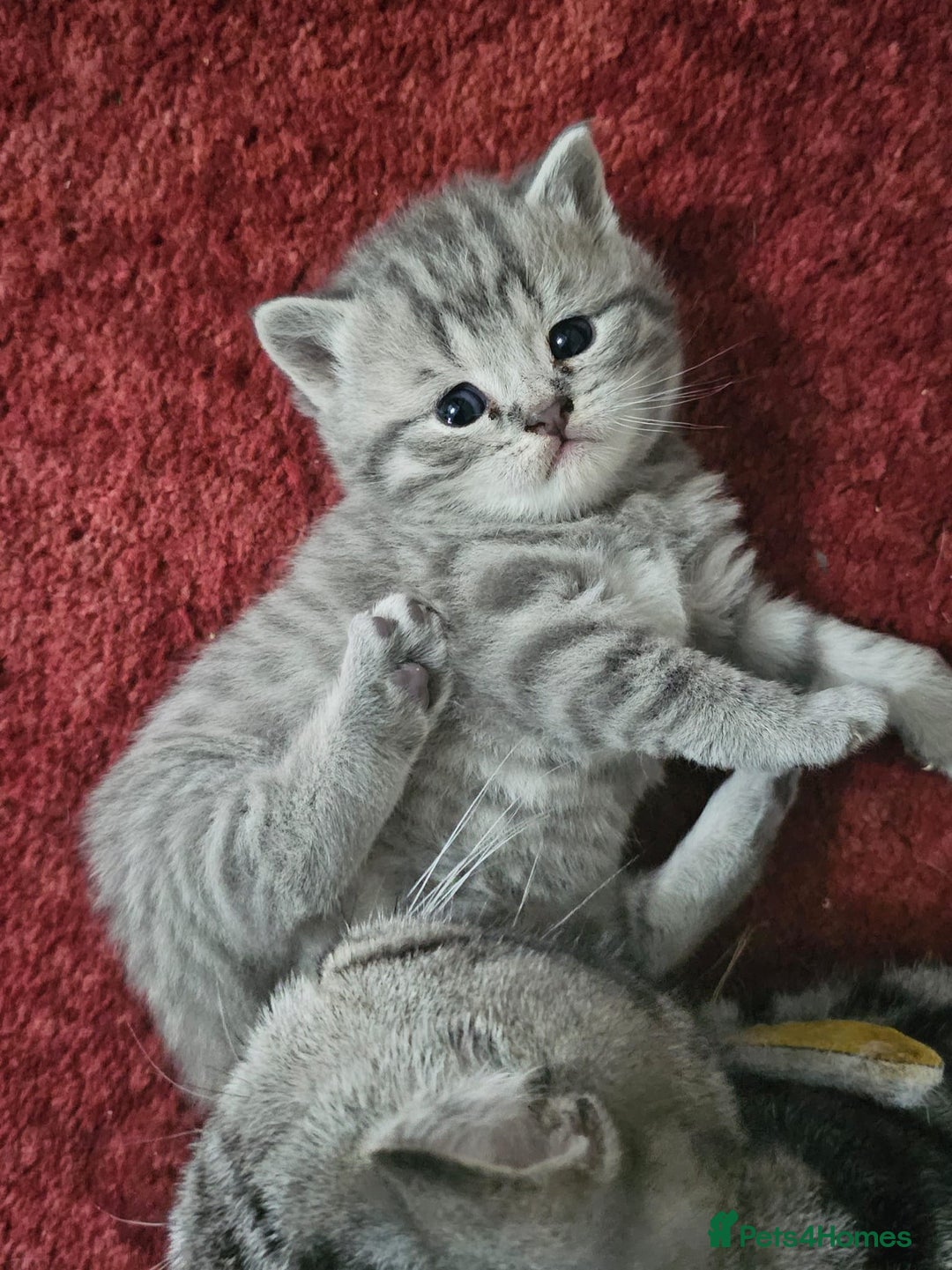 British Shorthair cats for sale: British shorthair - Image 2