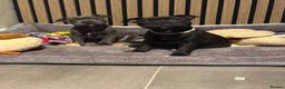 Staffordshire Bull Terrier dogs for sale: Stunning black male  - Advert 5